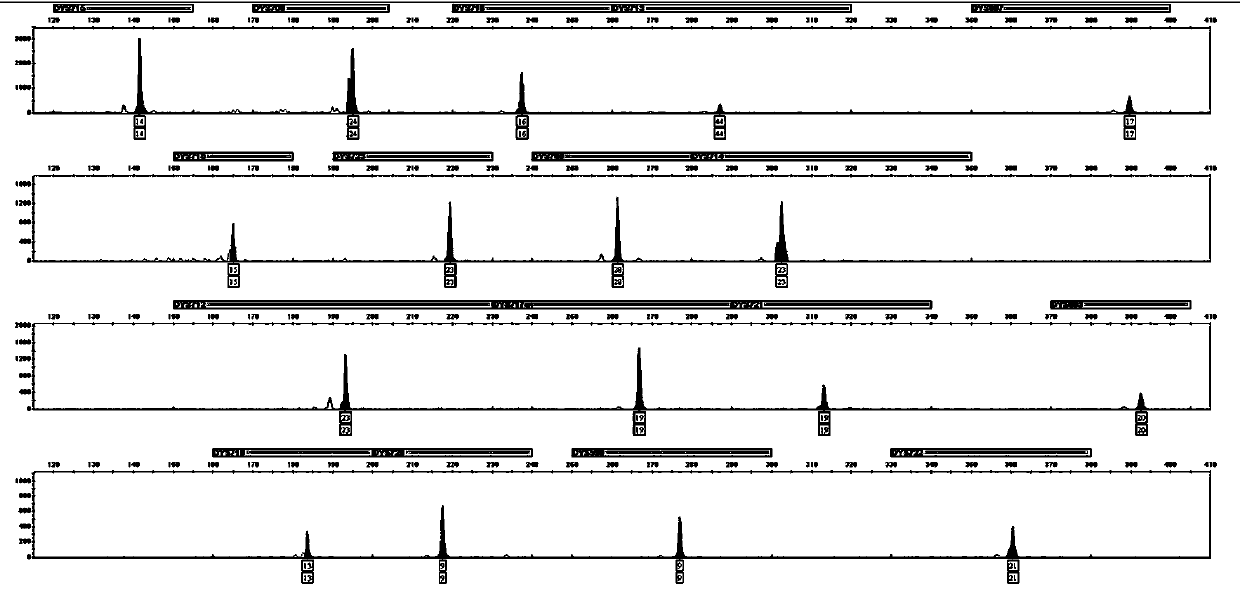 Human y-str gene locus fluorescent labeling kit and detection method