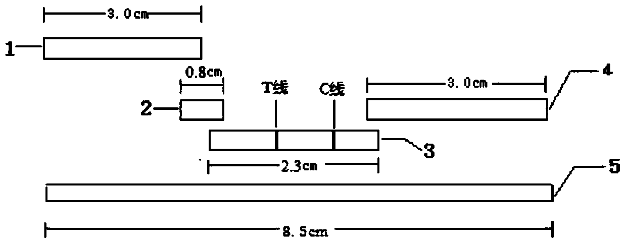 Detection strip for qualitative detection of acinetobacter baumannii specific antibodies in human serum