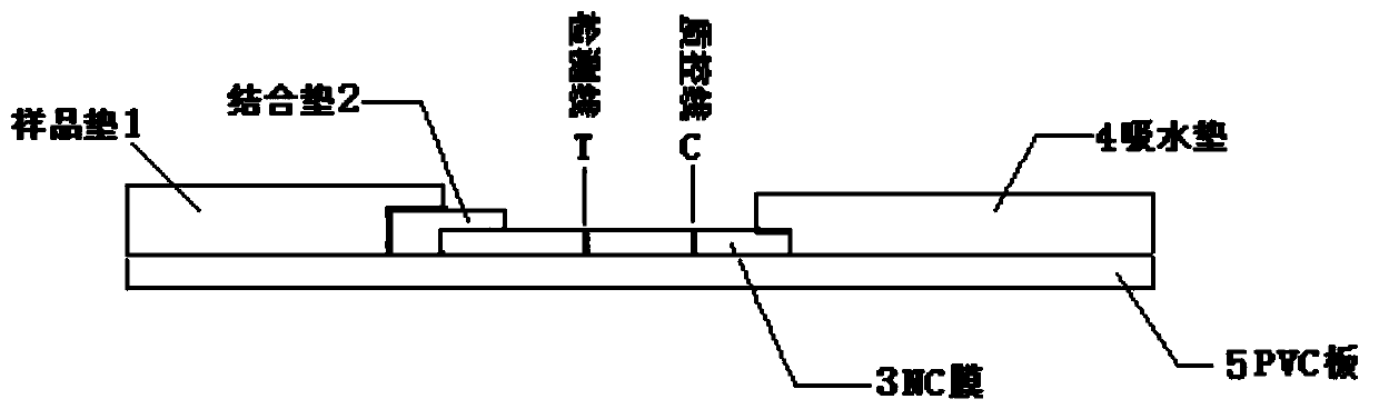 Detection strip for qualitative detection of acinetobacter baumannii specific antibodies in human serum