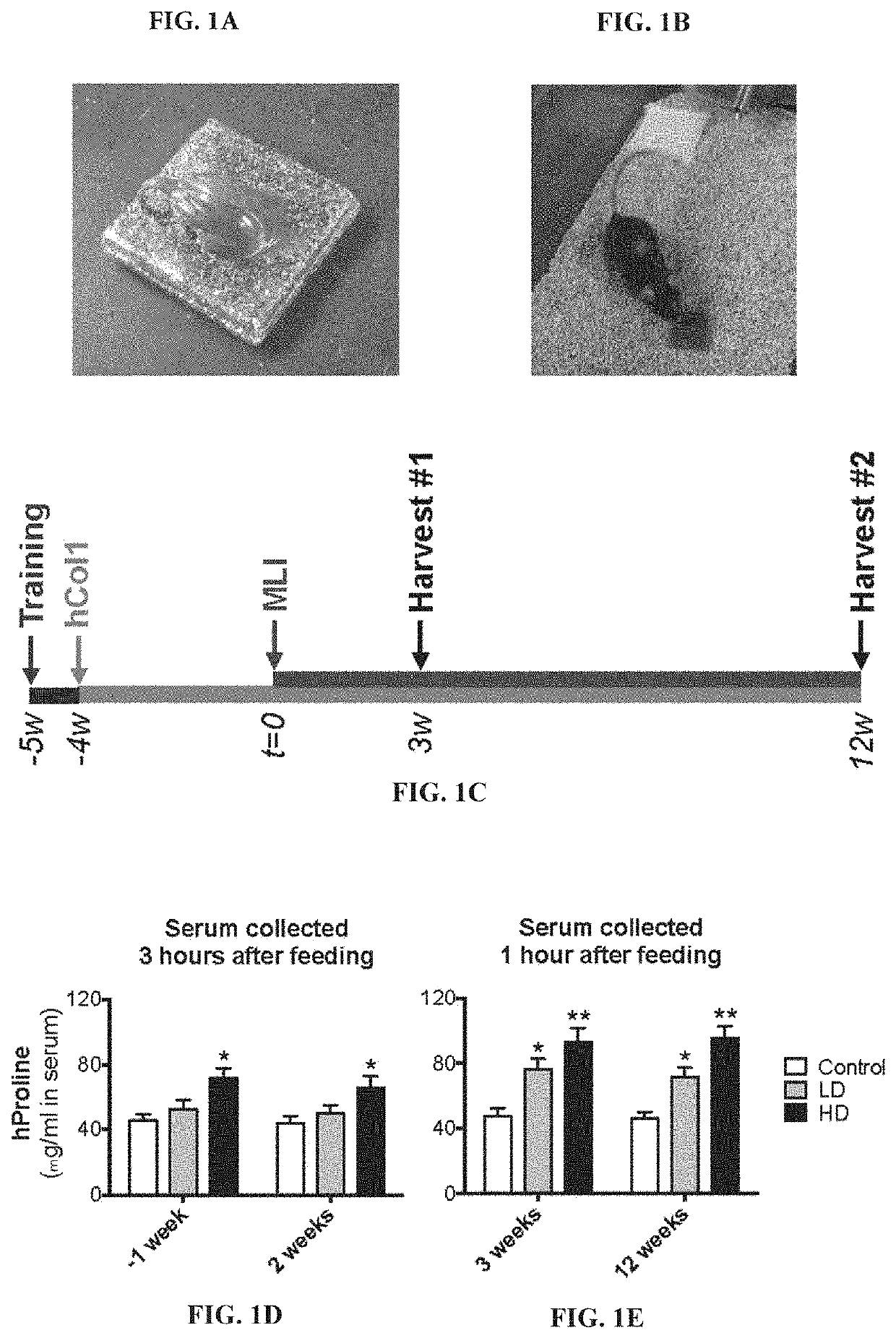 Collagen hydrolysates as a beneficial prebiotic and their effect on joint inflammation and osteoarthritis