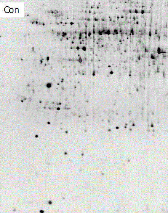 Method for separating copper proteome by using copper-chelated magnetic beads