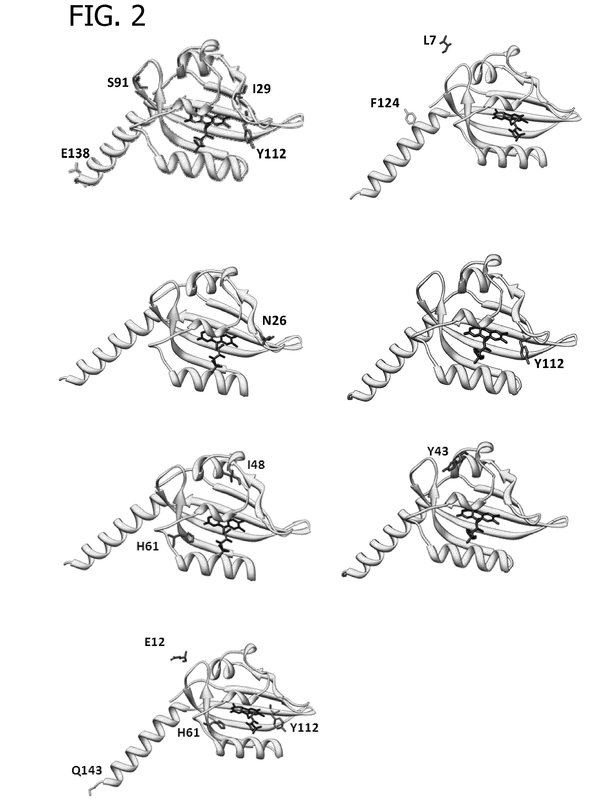 Fluorescent proteins, their production and use