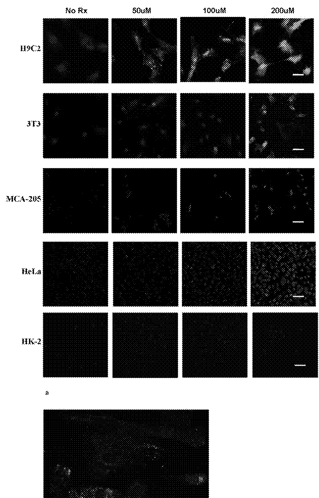 Cardiac-specific protein targeting domain