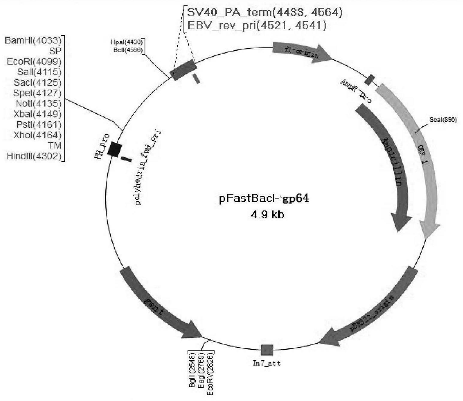 Malignant malaria vaccine and preparation method thereof