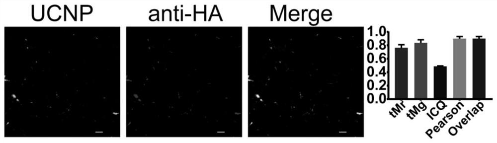 Influenza A virus nucleic acid labeling method based on rare earth up-conversion nanoprobe