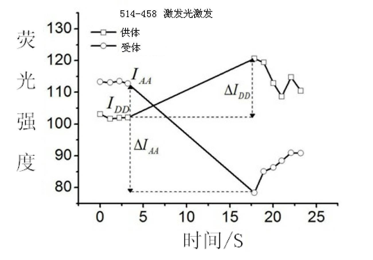 FRET (Fluorescence Resonance Energy Transfer) efficiency quantitative detecting method based on partial acceptor photo-bleaching and donor-acceptor alternate excitation