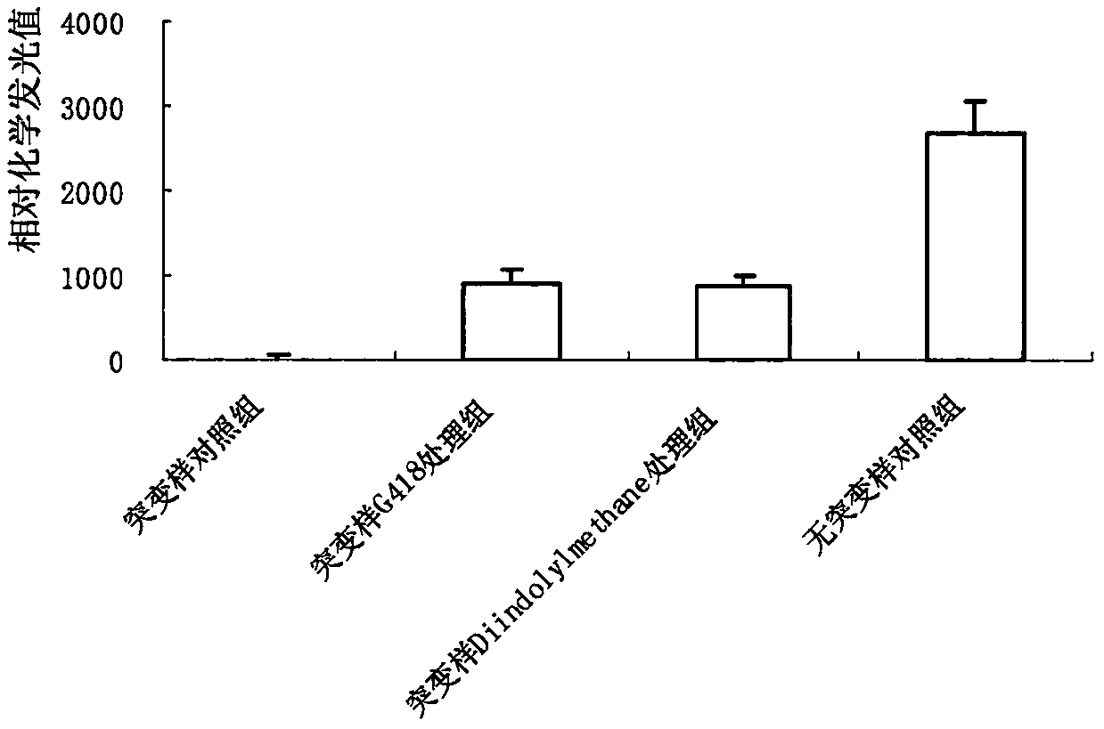 Nonsense mutation read-through activity application of 3,3'-bis-indolymethane