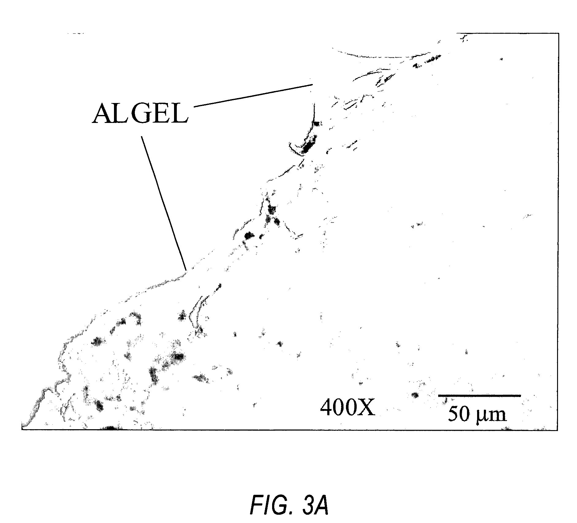 Compositions and methods for use of alginate dural sealants