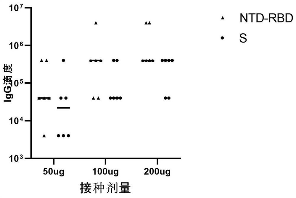 Novel coronavirus trimer recombinant protein, DNA, mRNA, application and mRNA vaccine