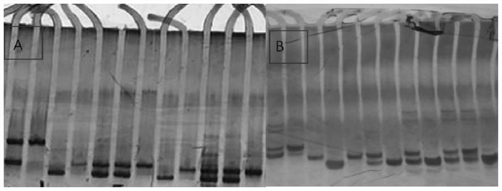 Radish whole-genome SSR core primer combination suitable for SSR-Seq technology and application of radish whole-genome SSR core primer combination