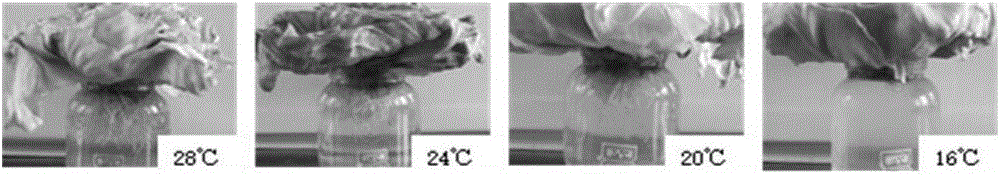 Method for breeding plenty of indoor plutella xylostella with water culture cabbages