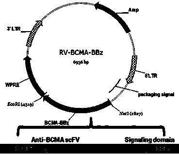 Chimeric antigen receptor targeting BCMA and use thereof