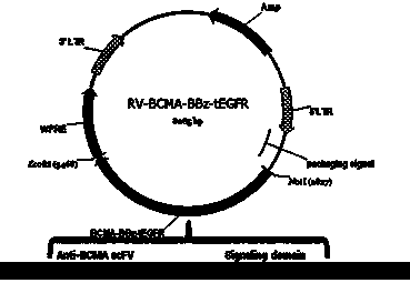 Chimeric antigen receptor targeting BCMA and use thereof