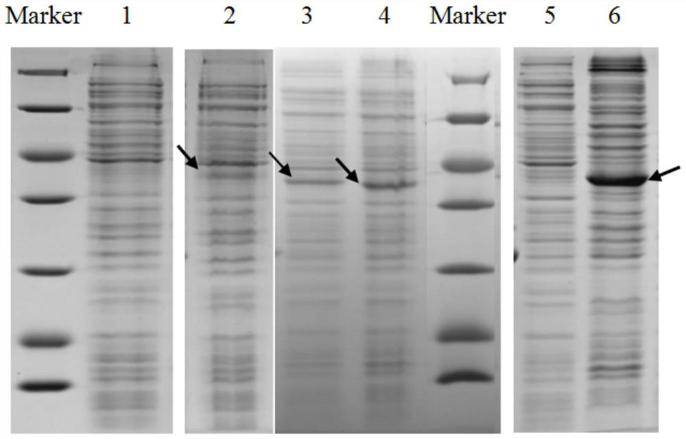 Method for purifying membrane protein