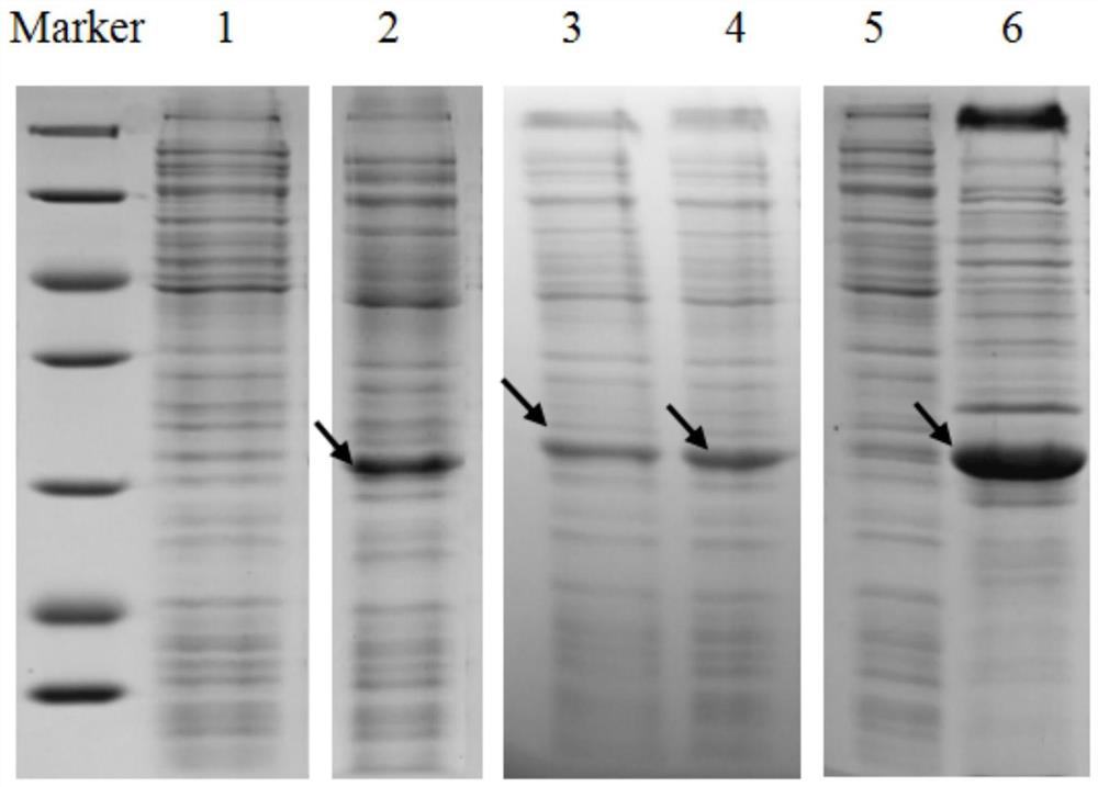 Method for purifying membrane protein