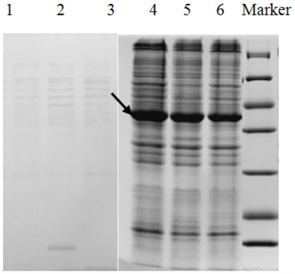 Method for purifying membrane protein