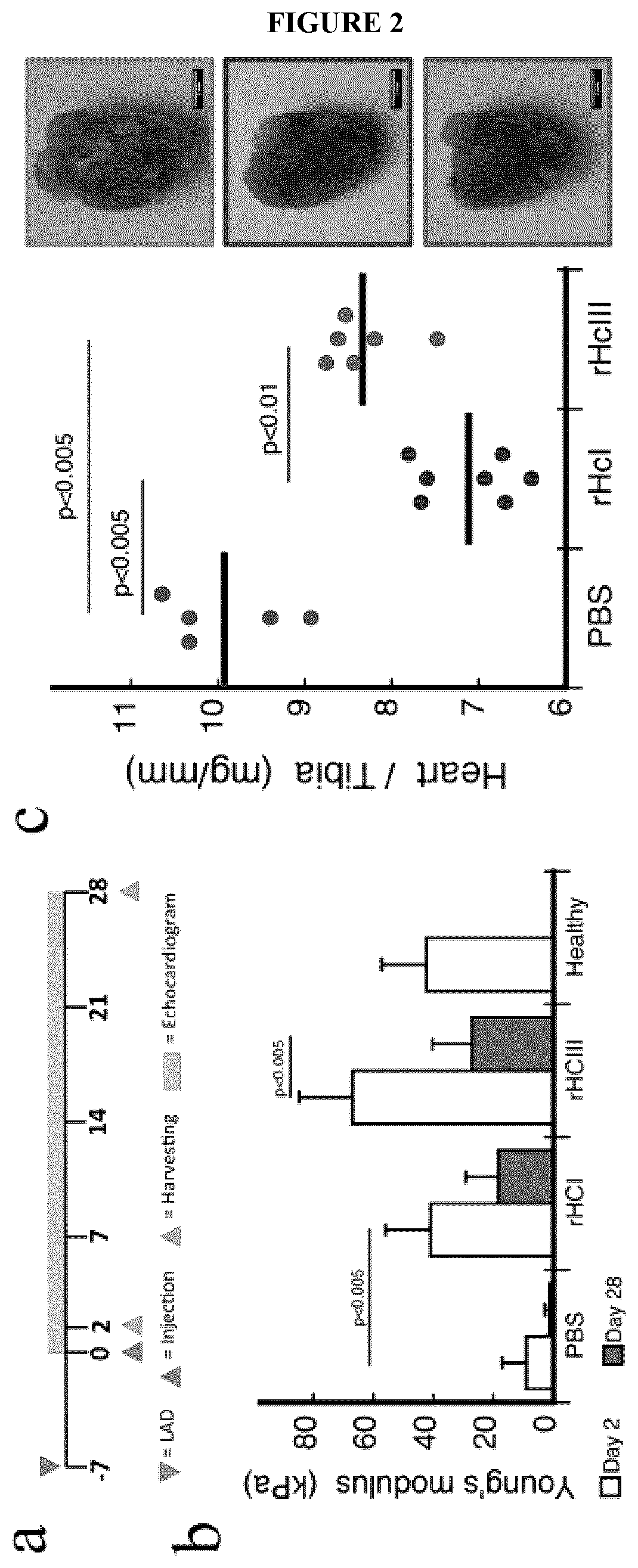 Biocompatible hydrogel compositions and uses thereof