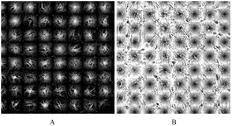 Method for differentiating human embryonic stem cell into nerve cells