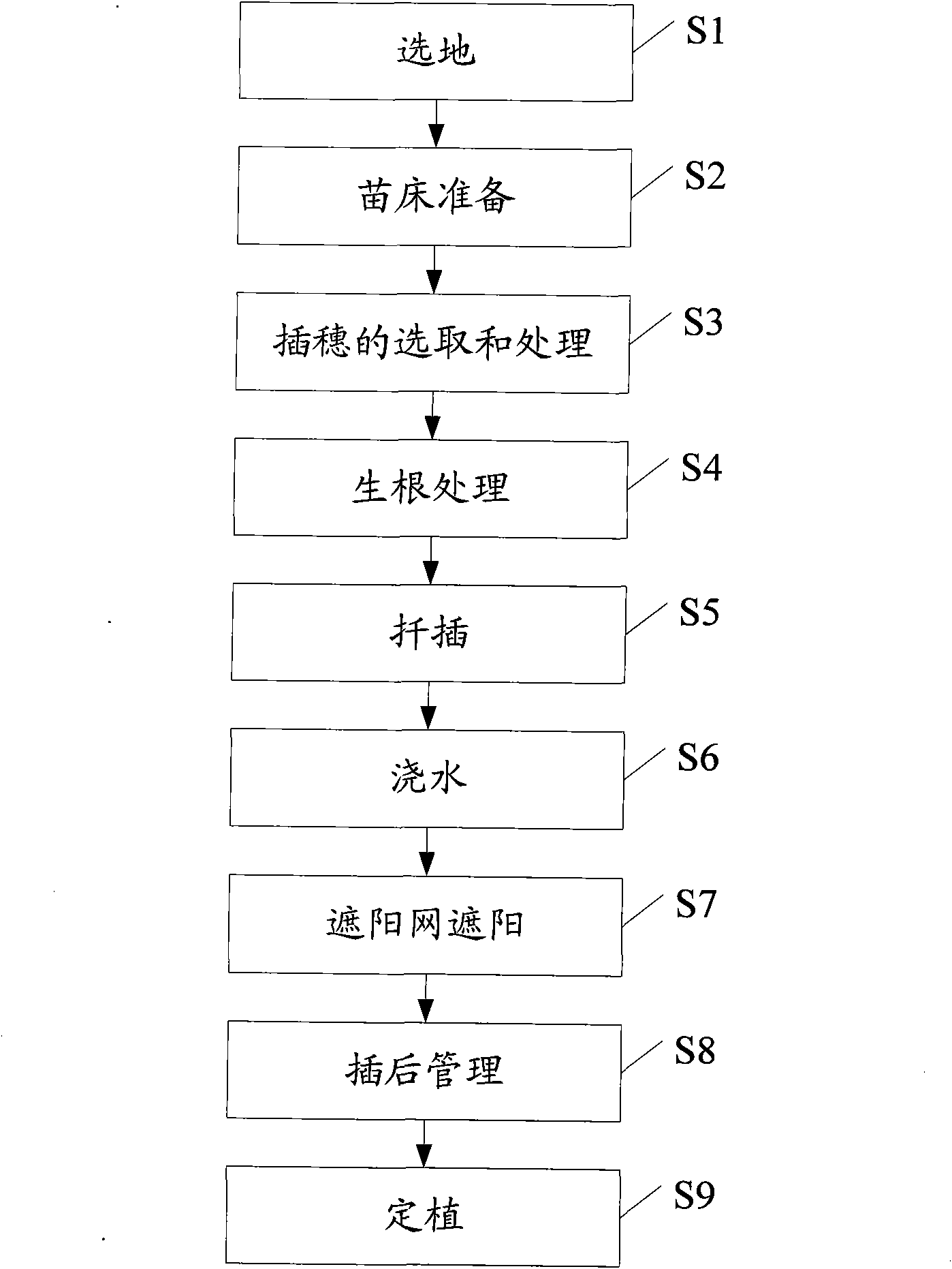 Sabina procumbens cuttage propagation method