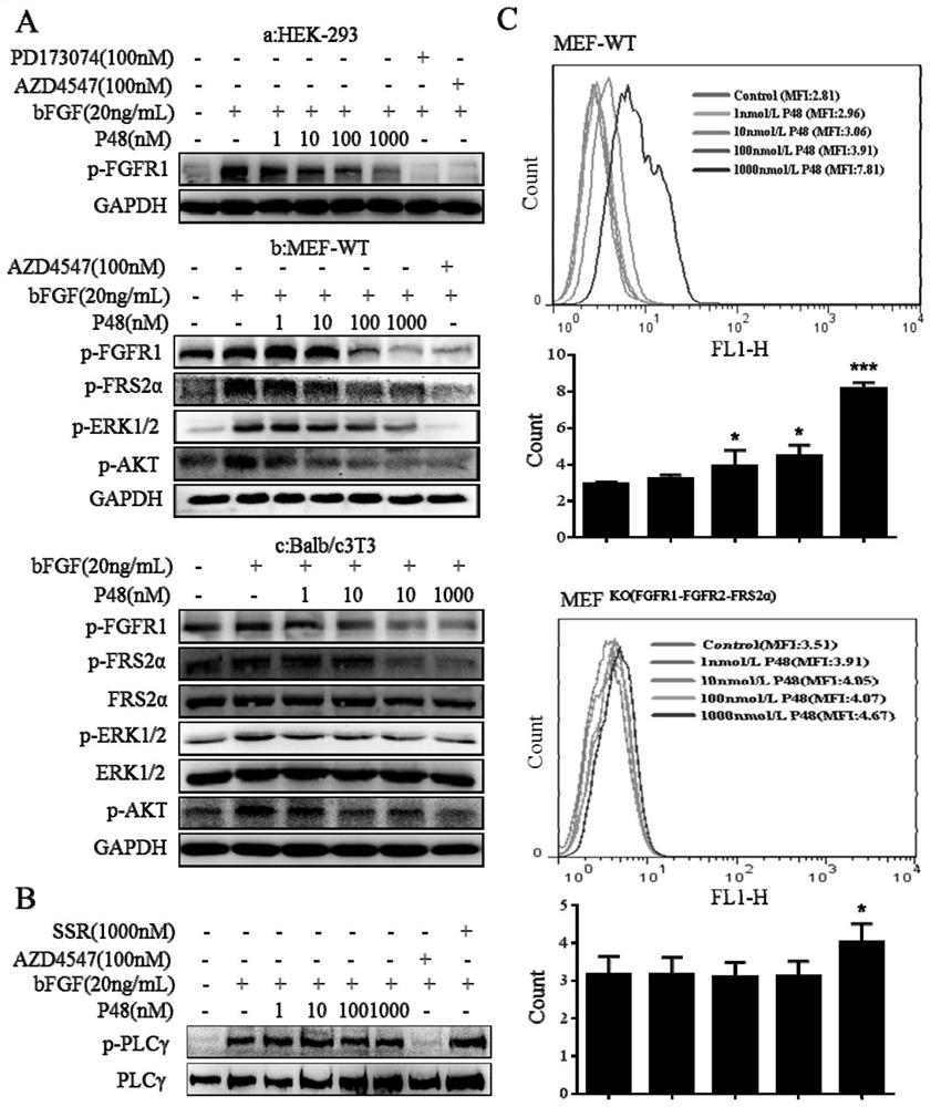 An antagonistic short peptide targeting FGFR1