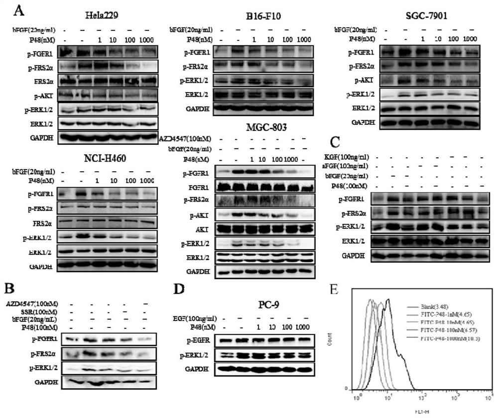 An antagonistic short peptide targeting FGFR1