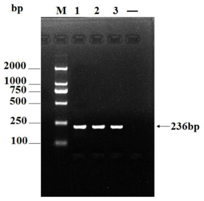 Fusion protein of avian paramyxovirus, its preparation method, application and apmv vaccine for pigeons