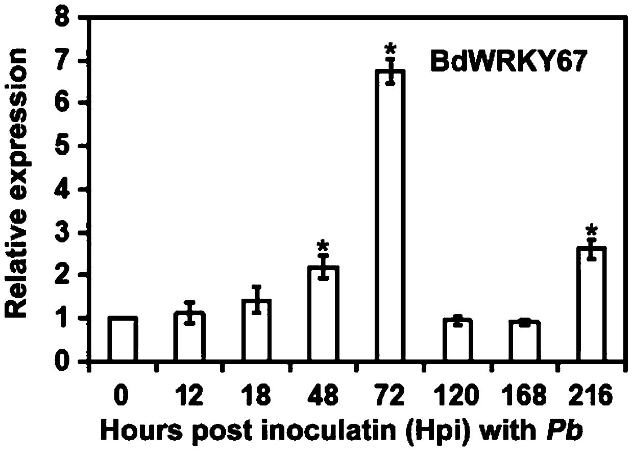 Transcription factor for improving rust disease resistant wheat varieties and screening and obtaining method of transcription factor