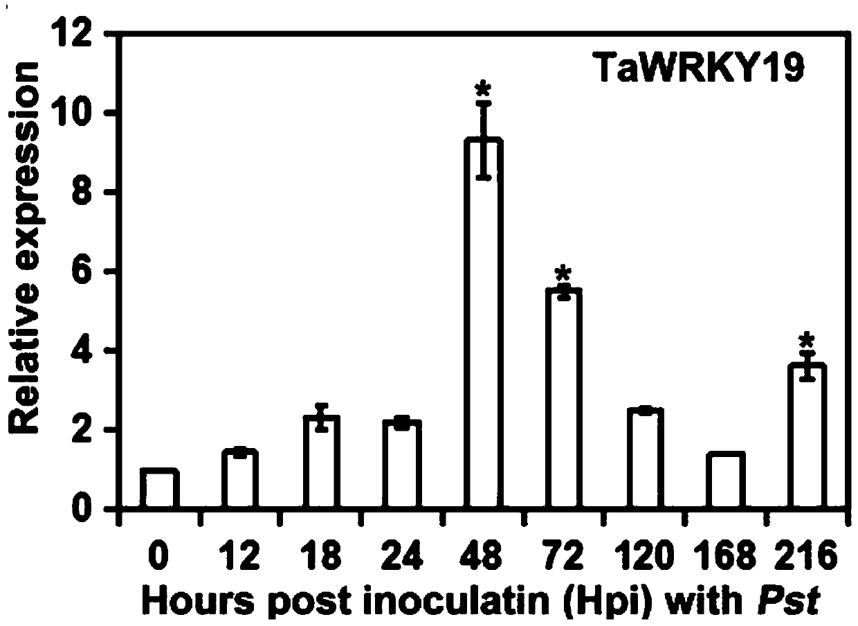 Transcription factor for improving rust disease resistant wheat varieties and screening and obtaining method of transcription factor