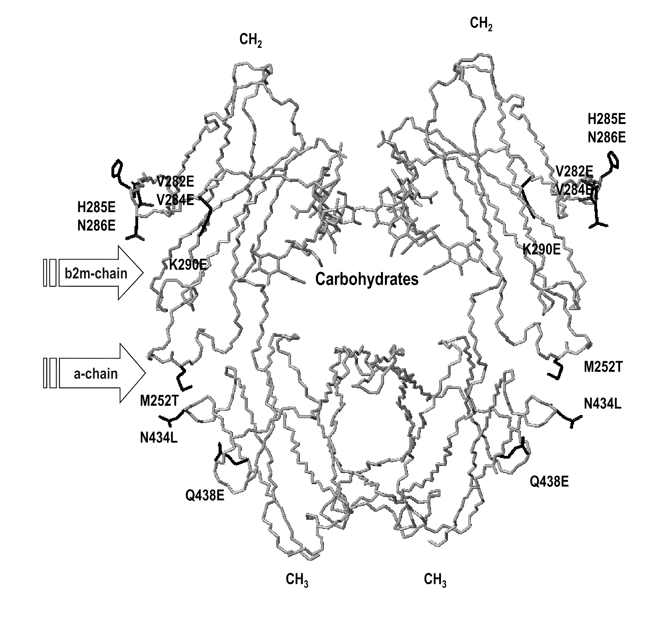 NEONATAL Fc RECEPTOR (FcRn)- BINDING POLYPEPTIDE VARIANTS, DIMERIC Fc BINDING PROTEINS AND METHODS RELATED THERETO