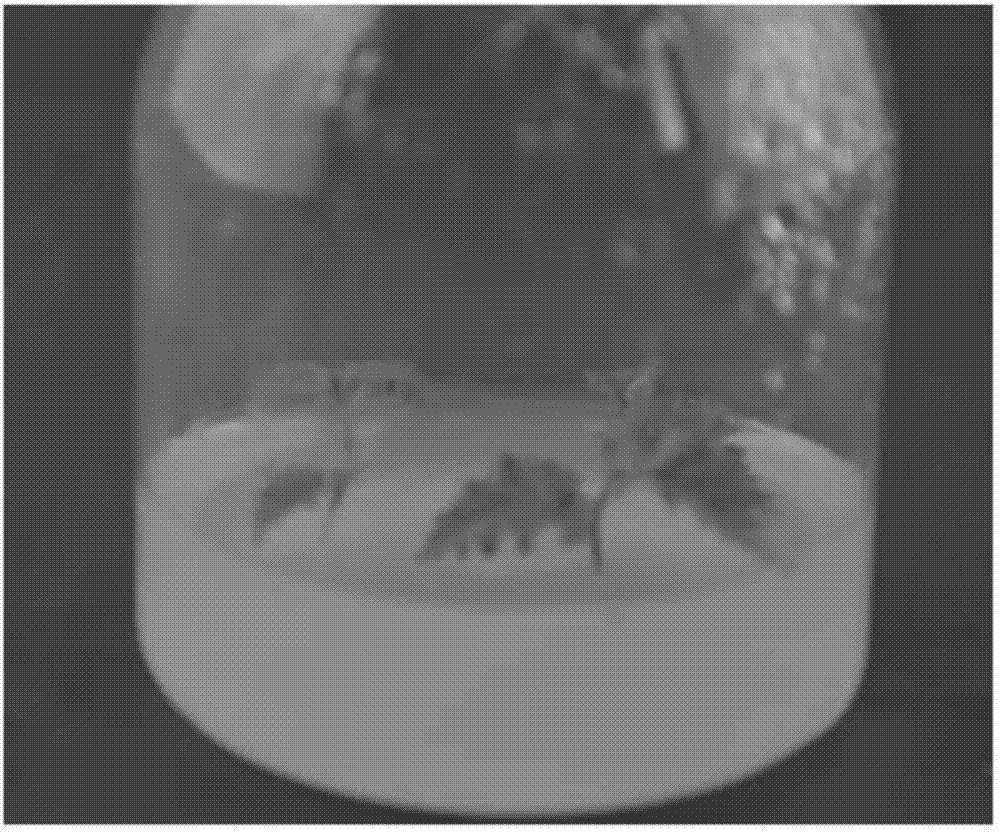 Quick and efficient transgenic method for white birch