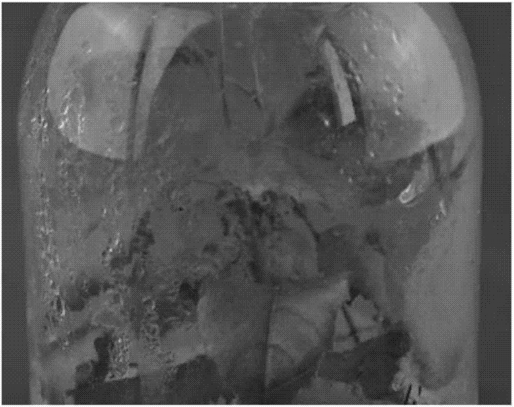 Quick and efficient transgenic method for white birch