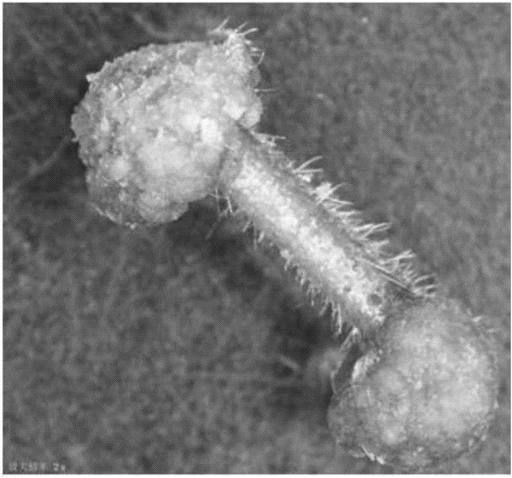 Quick and efficient transgenic method for white birch