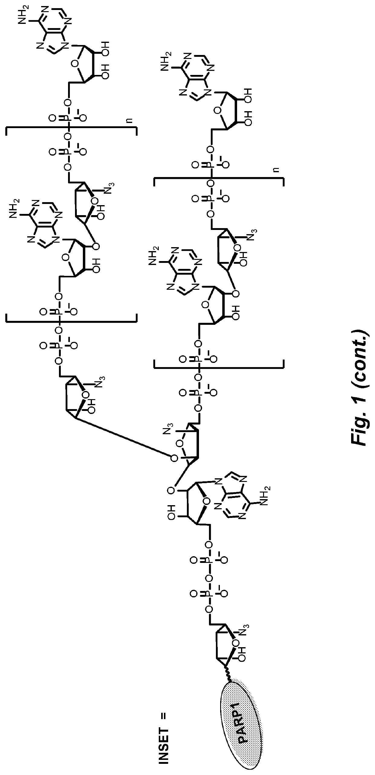 Functionalized poly-ADP-ribose polymers for drug delivery