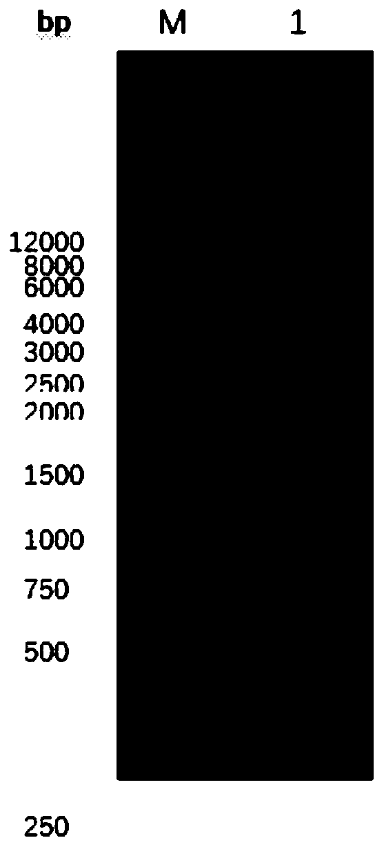 Expression and purification method of recombinant human haptoglobin beta subunit protein