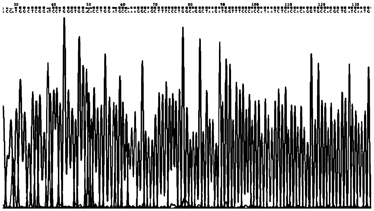 Expression and purification method of recombinant human haptoglobin beta subunit protein