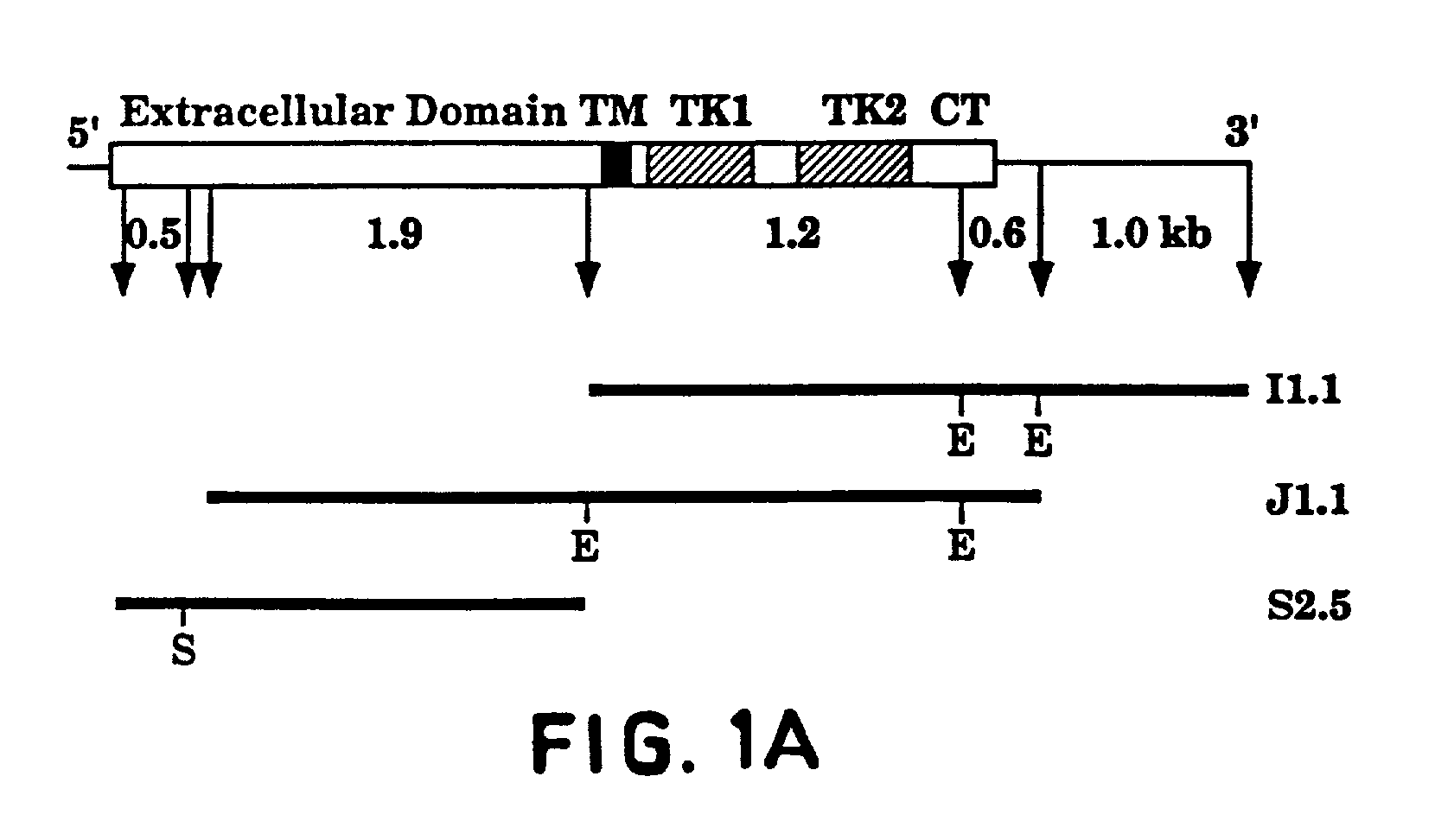 FLT4 (VEGFR-3) as a target for tumor imaging and anti-tumor therapy