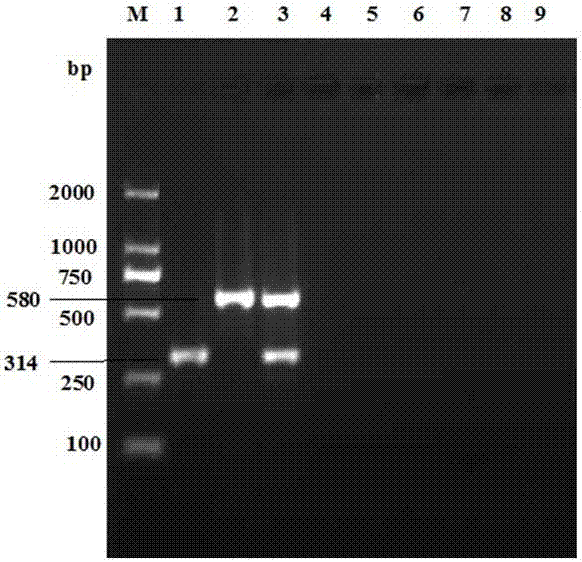 Dual PCR detection probe and kit for duck adenovirus 2 and duck adenovirus A