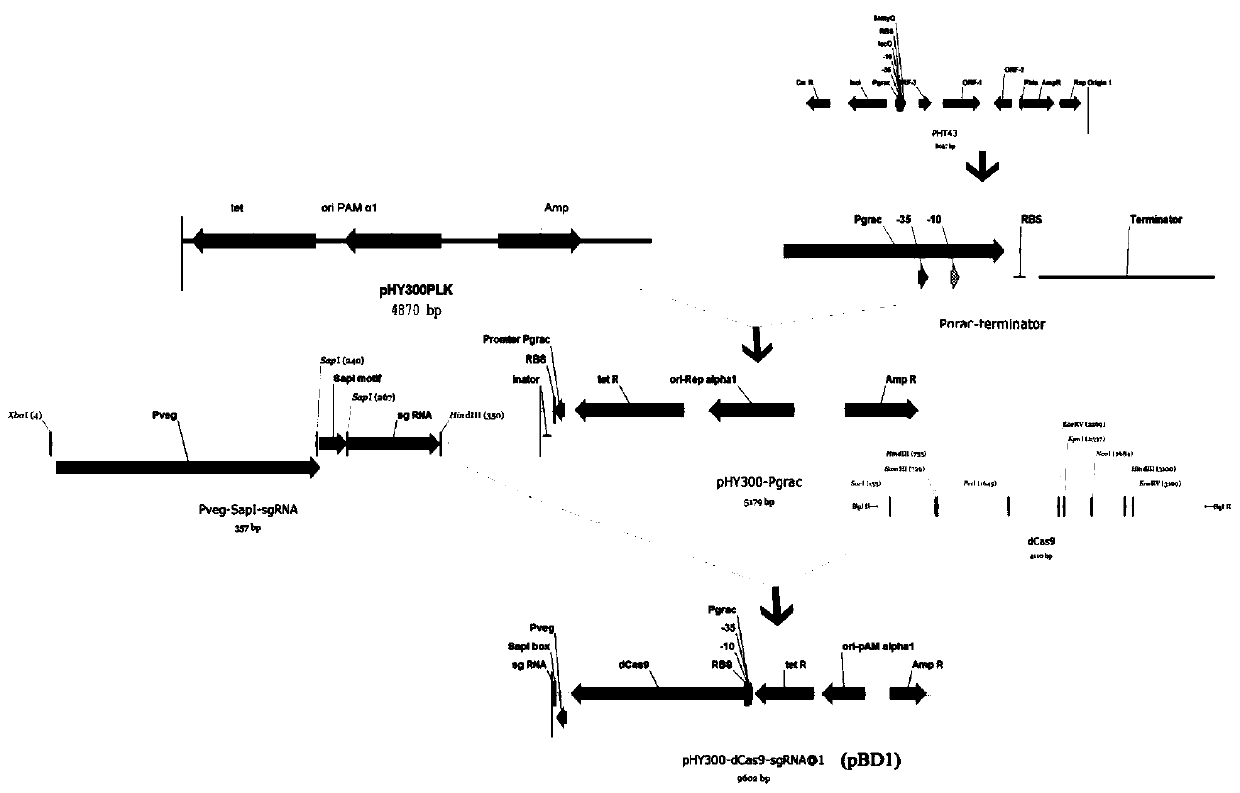 A dcas9-based Bacillus gene knockdown vector plasmid pbd1, construction and application