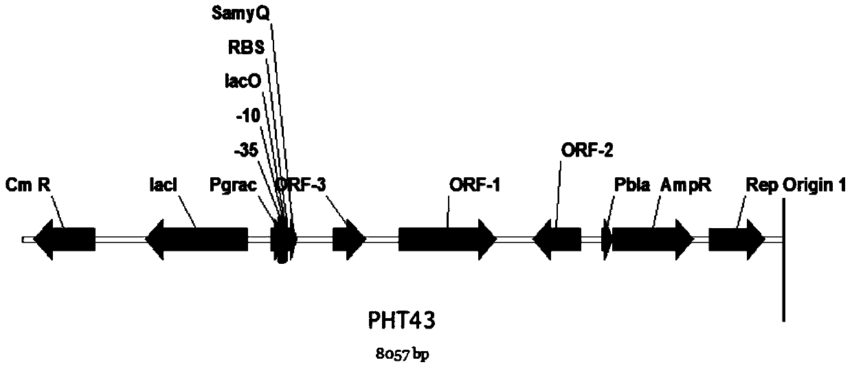 A dcas9-based Bacillus gene knockdown vector plasmid pbd1, construction and application