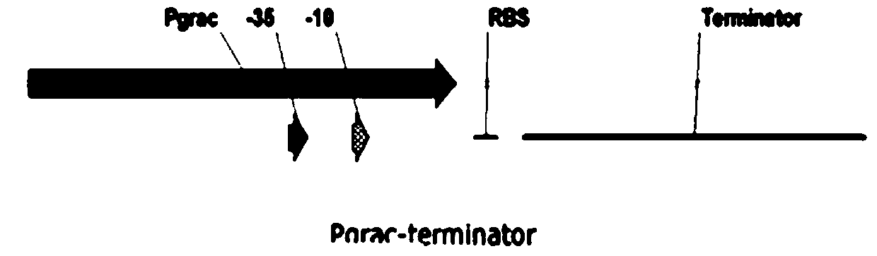 A dcas9-based Bacillus gene knockdown vector plasmid pbd1, construction and application