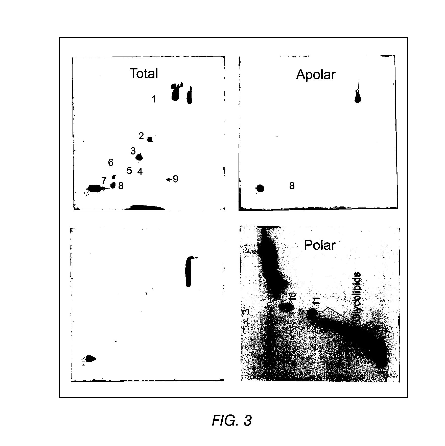 Adjuvant combinations of liposomes and mycobacterial lipids for immunization compositions and vaccines