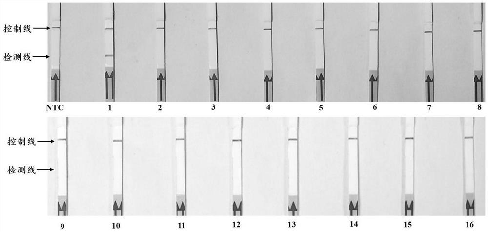 LFD-RPA primer and probe combination for visually detecting phytophthora colocasia and detection method thereof