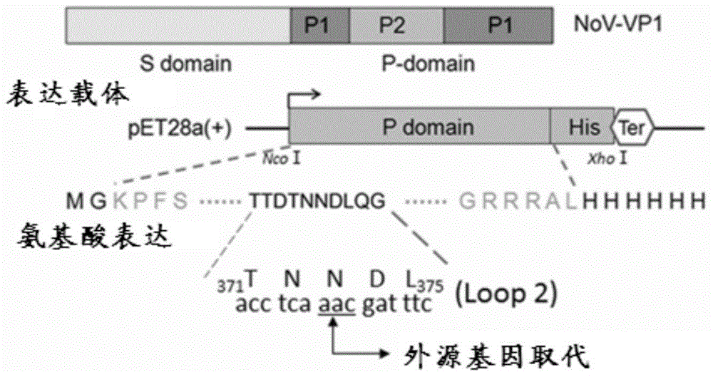 Enterovirus 71 type epitope as well as antibody and application and vaccine thereof