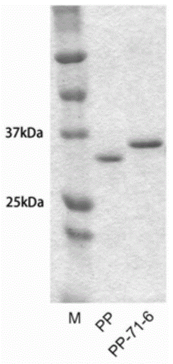 Enterovirus 71 type epitope as well as antibody and application and vaccine thereof