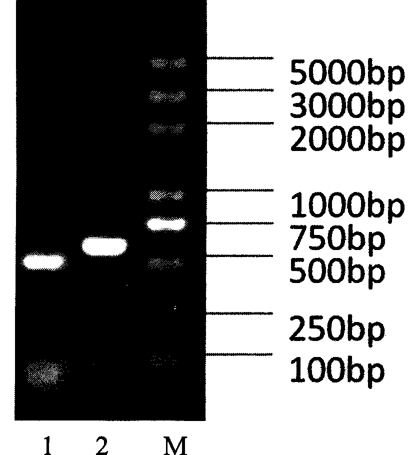 Recombinant bacterium of brucella melitensis with immunity labeling and use thereof