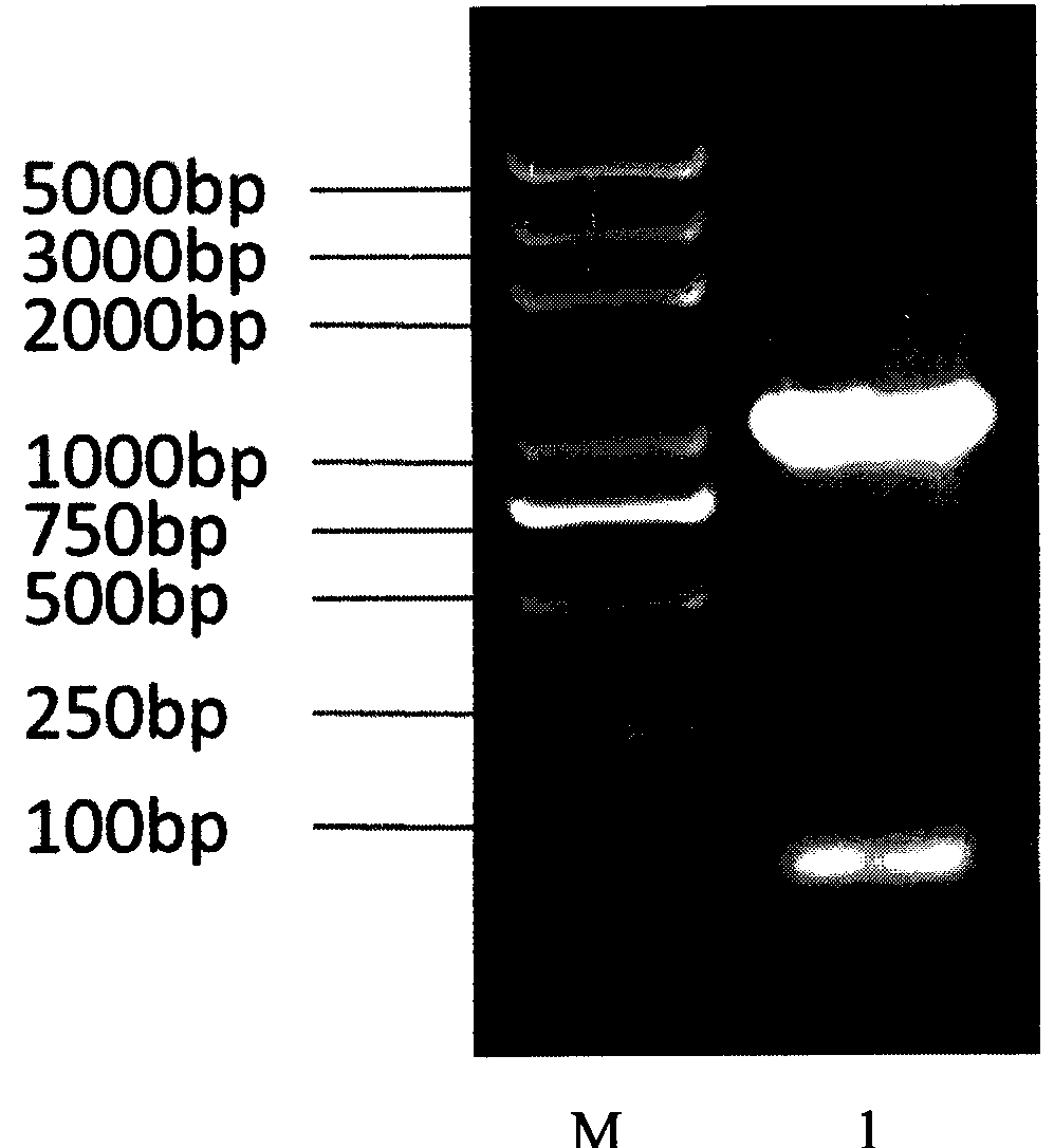 Recombinant bacterium of brucella melitensis with immunity labeling and use thereof