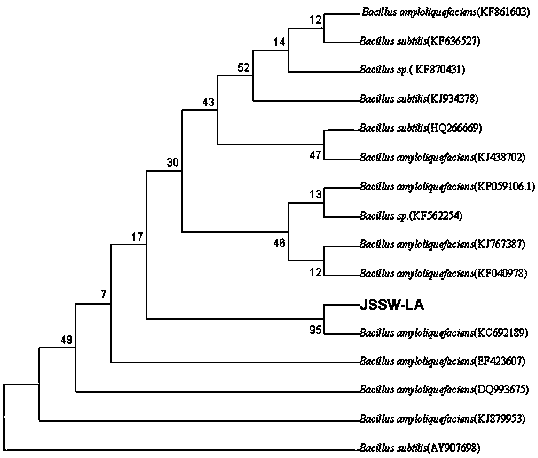 Preparation method and application of a Bacillus amyloliquefaciens strain and its bacterial powder preparation