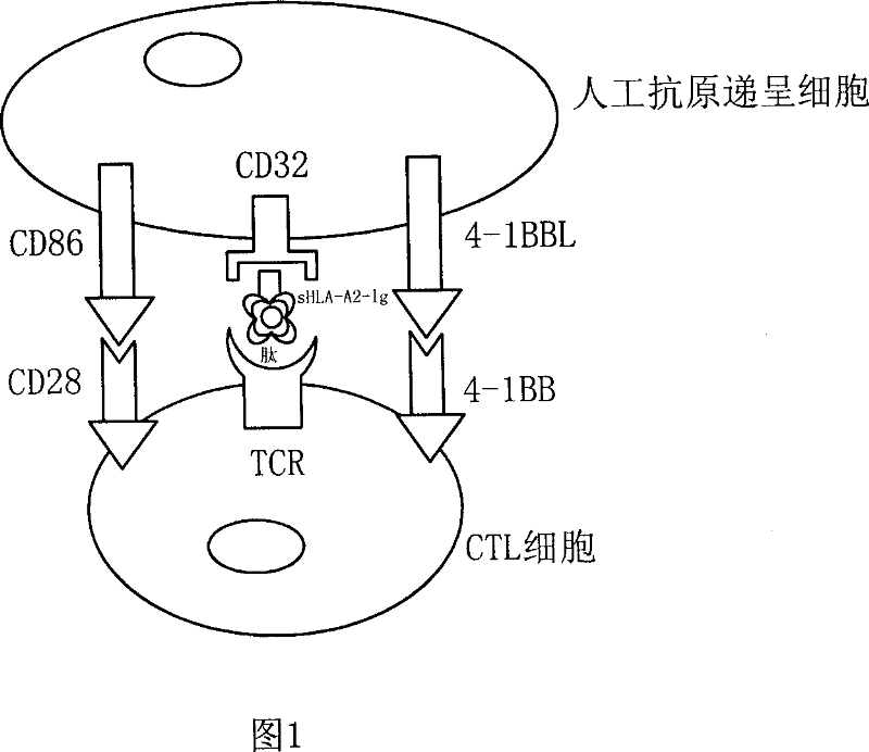 Artificial antigen submit cell and preparation method thereof