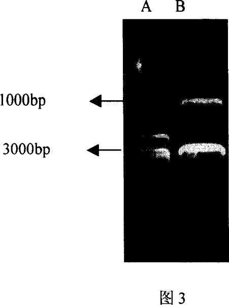 Artificial antigen submit cell and preparation method thereof