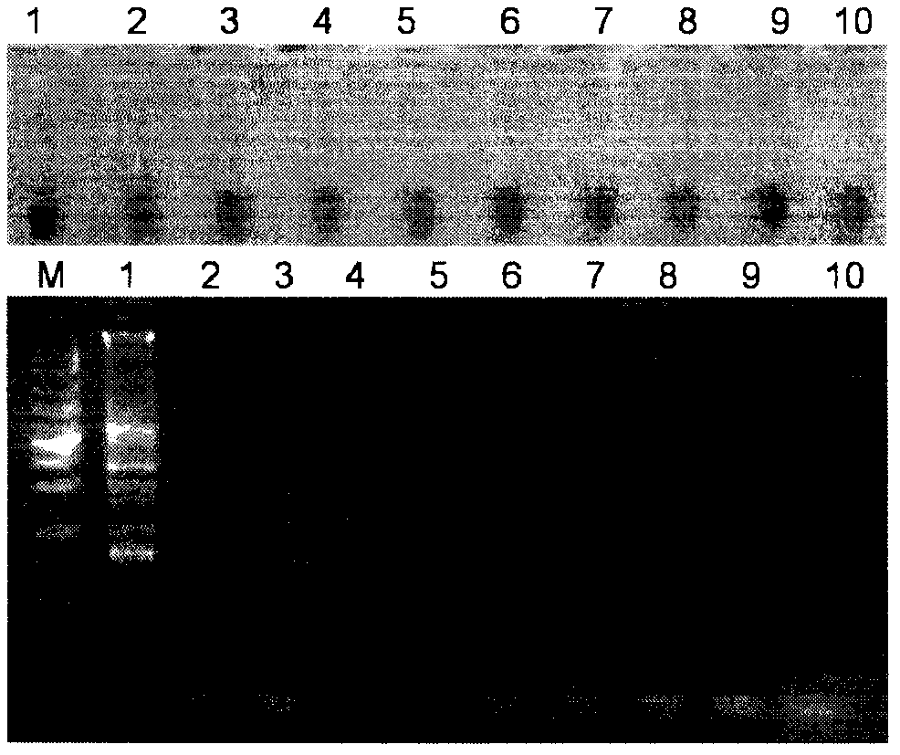 LAMP technology based rapid Botrytis cinerea detection method